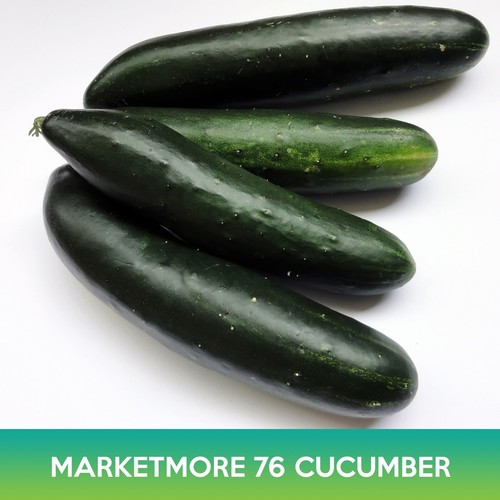 Marketmore 76 Cucumber Seeds - 25 Seeds - Same Day Shipping