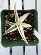 Agave victoriae-reginae ‘White Rhino’ SECTORAL VARIEGATED