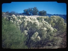 Red Boarder Blooming Desert Shrubs with White Flowers Under Blue Sky