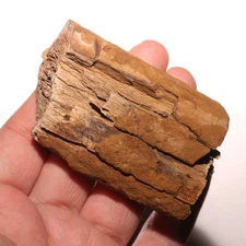 Torosaurus Rib Bone Section Dinosaur Fossil from Hell Creek Formation Cretaceous