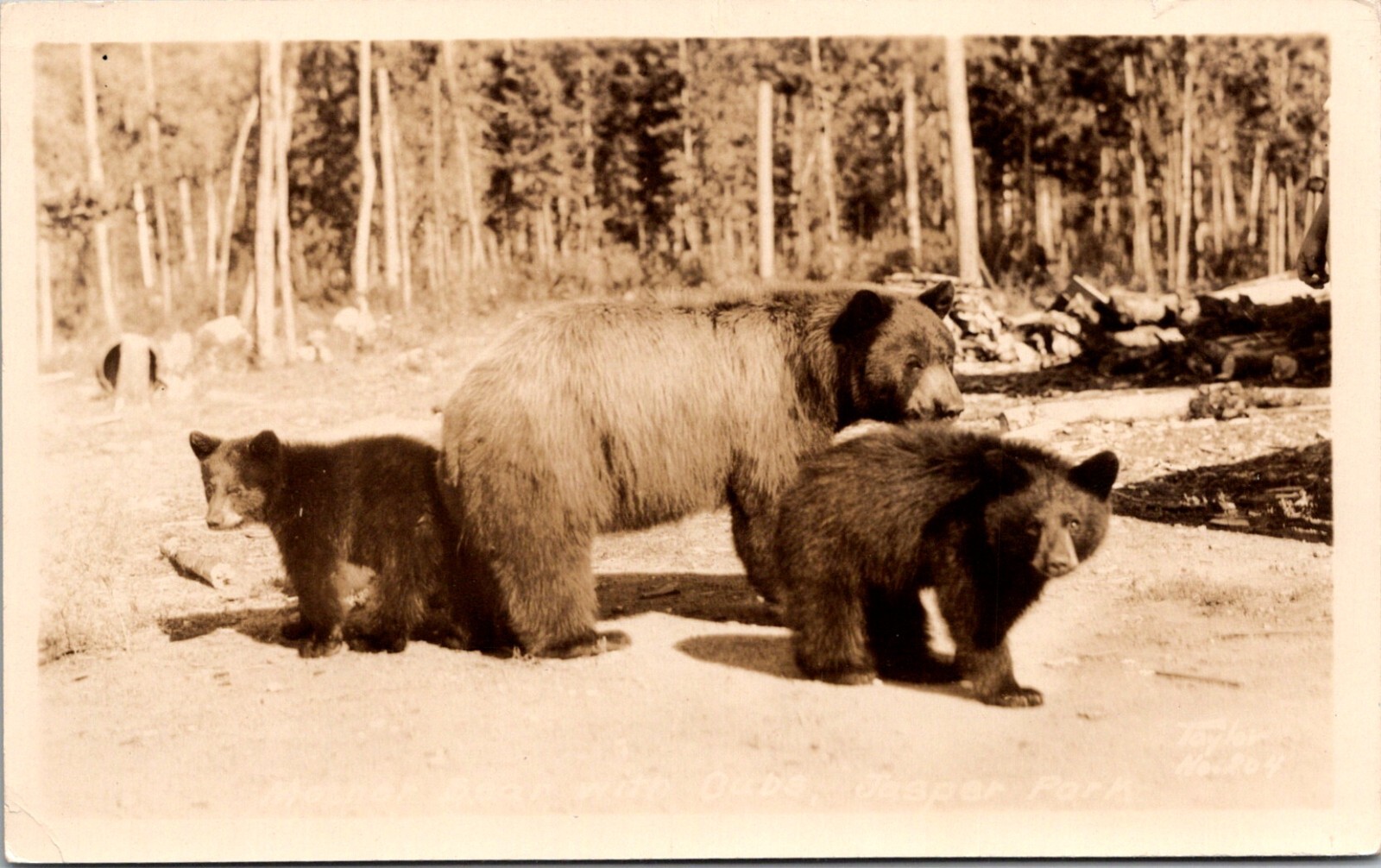 Jasper National Park Alberta Grizzly Bear Mother and Cubs RPPC Postcard 16532  