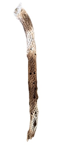 1Cholla Cactus Wood Skeleton Aquarium Reptile Decoration Craft untreated
