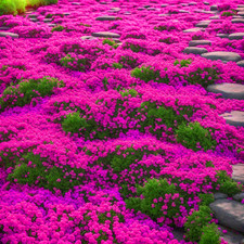 20000Pcs Creeping Thyme Seeds for Planting Perennial Ground Cover Plants Heirloo