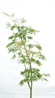 Acer japonicum 'Abby’s Weeping' Dwarf Full Moon Japanese Maple 1 Gallon — photo 2