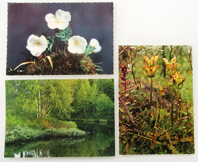 Skandinavien Postkarten Lot 3 x Pflanze Pflanzen Plants Postcards Scandinavia