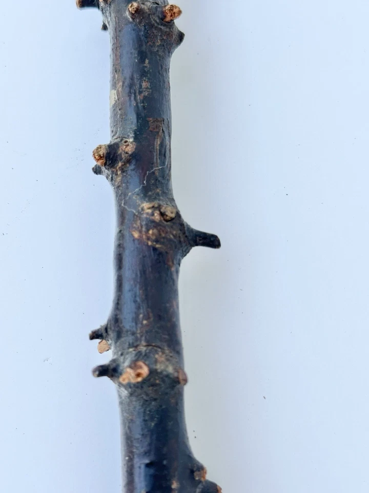 Bastón de Caminar Shillelagh Espinoso Espino Negro Irlandés De Colección Foto 4 de 4