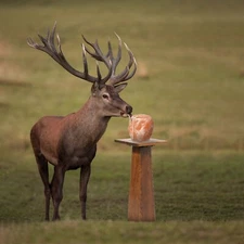 8 Himalayan Salt Lick Block 5-6 lb each, Animal Minerals for deer pets livestock