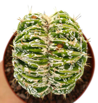 Astrophytum myrisotigma cv 'Hakujo Fukuryu' BIG 77A CRESTED - Bischofsmütze | Bi