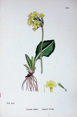 Original Old Antique Print Botany Plants C1902 Jaquin'S Oxlip Primula Flowers