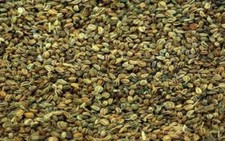 Celery, Wild Celery , Ajmod , Ugragandhika , Apium graveolens WHOLE FREE SHIP  