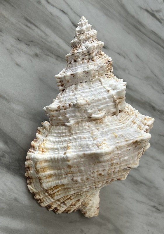 Large Natural Seashell 10-11" Jumbo Conch Shell for Wedding DIY Decor Color