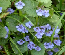 GROUND IVY Glechoma Hederacea Ground Cover - 100 Bulk Seeds