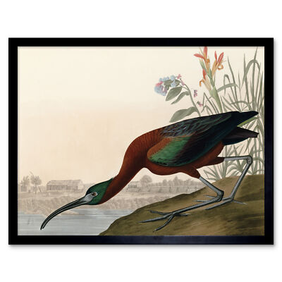 Audubon Birds Glossy Ibis Painting Wall Art Print Framed 12x16