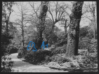 Foto LONDON GREENWICH PARK BAUMSTUDIE UM 1912 EDWARDIANER magische Laterne Dia