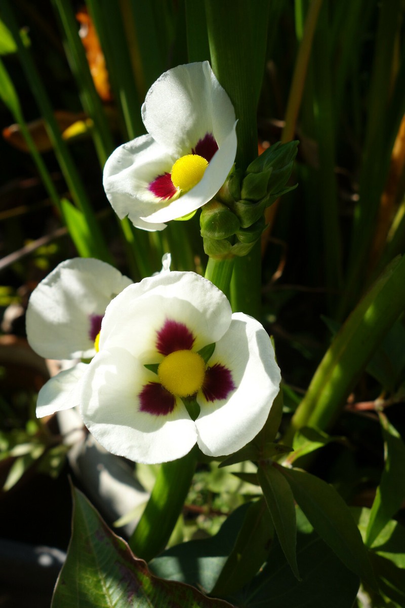50 Sagittaria montevidensis SEEDS- Giant Aztec Arrowhead - Aquatic