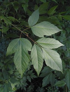 ashleaf acer negundo