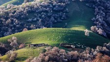 Landscape nature sheep trees house grass field spring Custom Gaming Mat Desk