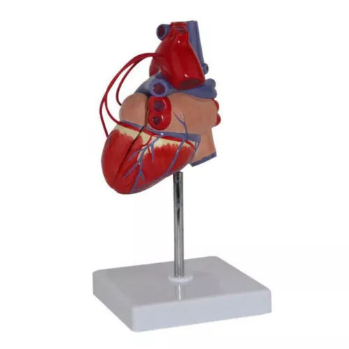 1:1Life Size Human Heart Model Cardiac Bypass Anatomical Model 2Parts Detachable