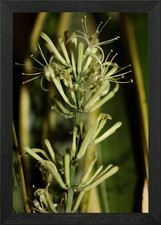 Dracaena trifasciata Framed Wall Art Poster Canvas Print Picture