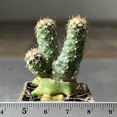 A27-501 Cactus mesae-vedae (Grafted)