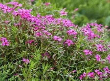 100 Gypsophila Seeds (Gypsophila Repens Rose) | Flowers Seeds - USA SELLER