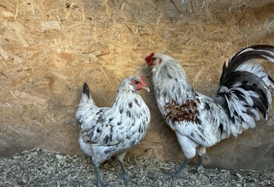 #ad #ad 6 Ermine Ameraucana Hatching Eggs Pure $90.00