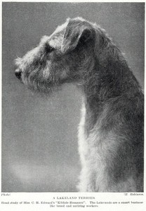 Lakeland Terrier "Romance" - 1934 Vintage Dog Art "Photo" Print  CUSTOM MATTED
