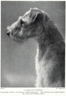 Lakeland Terrier ''Romance'' - 1934 Vintage Dog Art ''Photo'' Print  CUSTOM MATTED