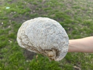 Exogyra Oyster Fossil - Cretaceous - TX – XXL - 1.78kg / 6.7in - Devil's Toenail