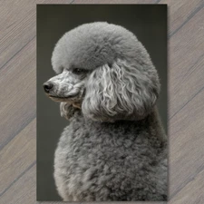 Art Print  Poodle White Gray Round  Fluffy Fur Detailed Portrait Cute Fun