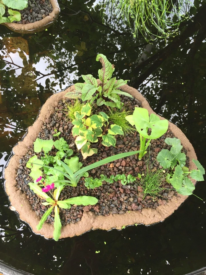 Pflanzinsel für den Gartenteich Gr. 3 / ca. 60 x 60 cm / 3 Pflanztöpfe - Bild 3 von 3