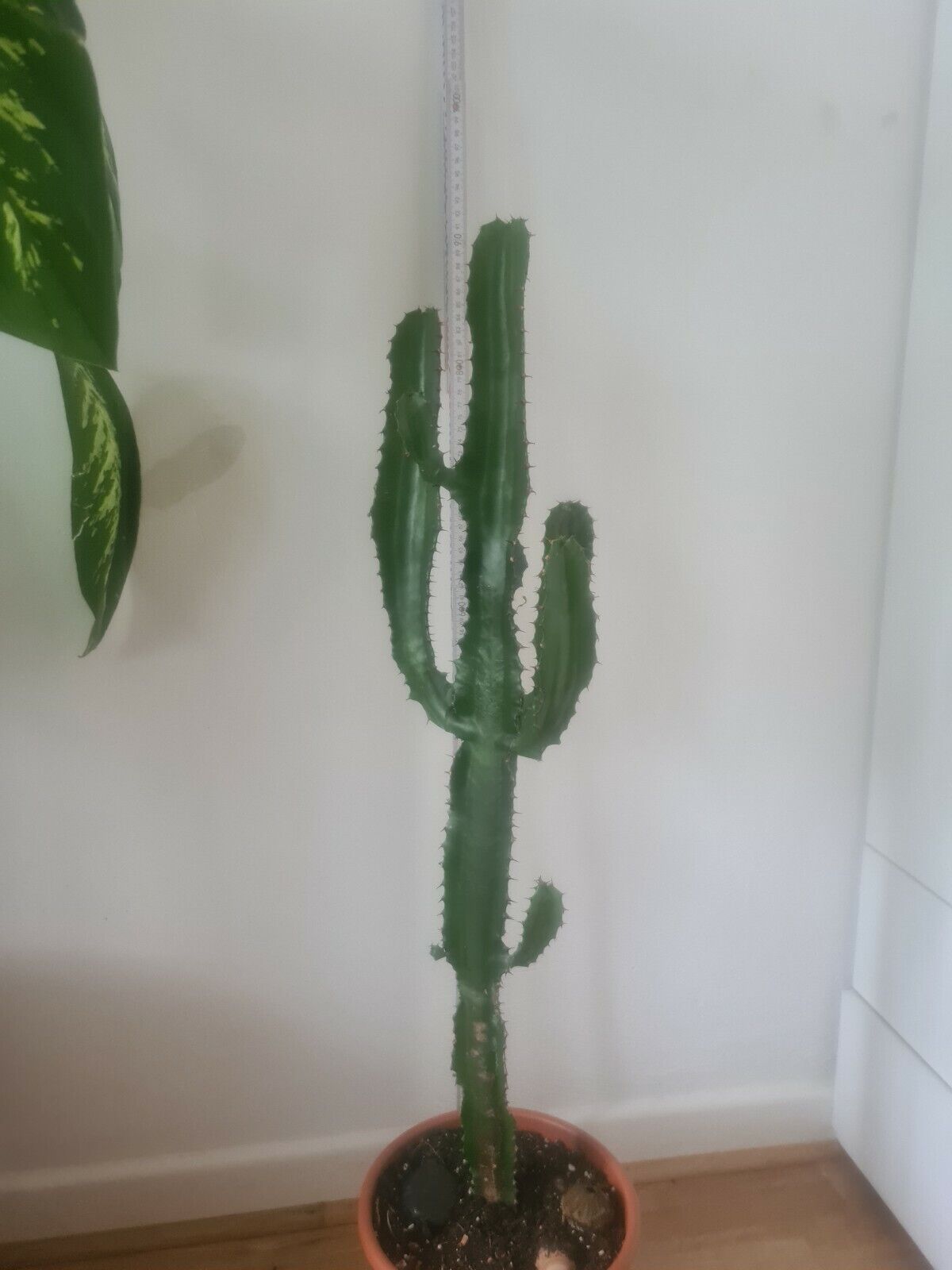 Dreikantige Wolfsmilch Euphorbia trigona Zimmerpflanze - Kaktus Kakteen 80 cm