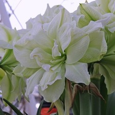 Amaryllis dutch double 'Marilyn' 32-34 cm Jumbo bulbs shipping Oct. 2026