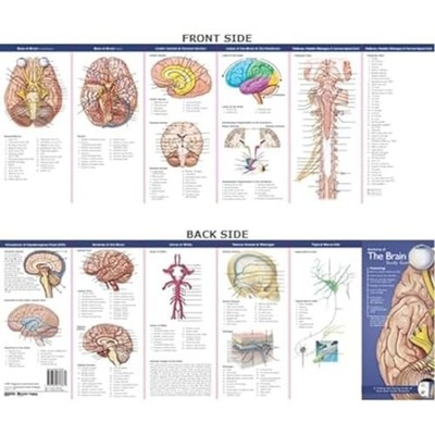 Anatomy of the Brain: Study Guide (Anatom by Anatomical Chart Company 078177683X