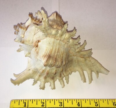 Unique White & Brown Spiny Conch Sea Shell 6  X 5'' -  Lots of Character
