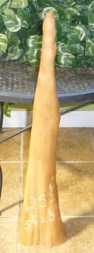 25.5" Carolina Cypress Knee Wood Carve Paint Character Display 3-1-25-5