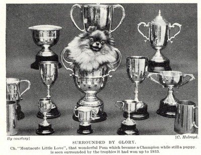 Pomeranian ''Glory'' - 1934 Vintage Dog Art ''Photo'' Print - CUSTOM MATTED