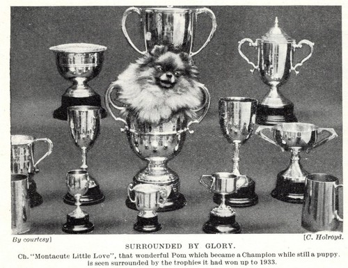 Pomeranian "Glory" - 1934 Vintage Dog Art "Photo" Print - CUSTOM MATTED