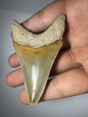 Colorful 3  Bone Valley Megalodon Shark tooth Fossil Florida