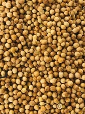 1000 Organic Cilantro coriander  Seeds  | NON-GMO  Heirloom | Fresh  Seeds 