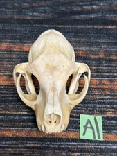 Real XL American Bobcat Skull Animal Mounts Christmas Gifts Man Cave Decor Craft