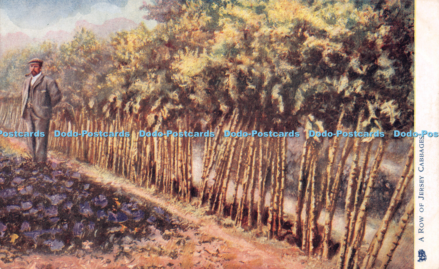 FILA R246557 A Row of Jersey Cabbages Tuck Oilette Postcard 1665