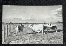 Postcard: RPPC Brahman Cattle, Okeechobee FL Florida - Real Photo