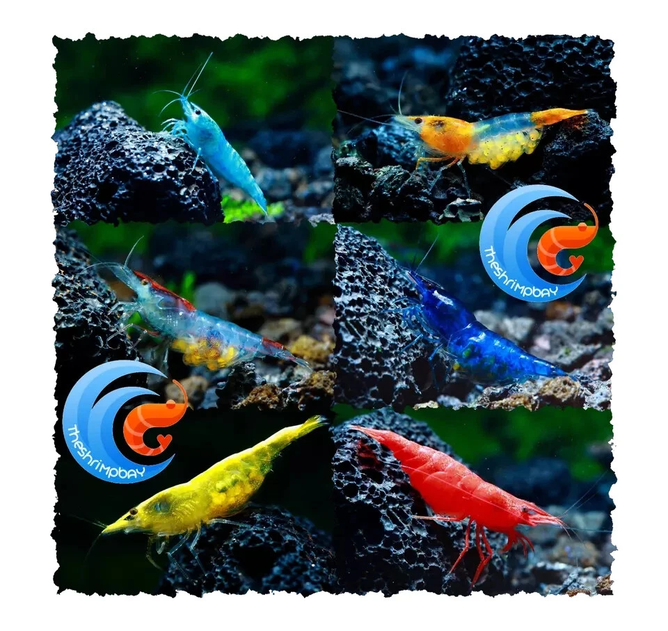 NEOCARIDINE E CARIDINE GAMBERETTI PER ACQUARIO ACQUA DOLCE + OMAGGIO MANGIME - Immagine 4 di 4