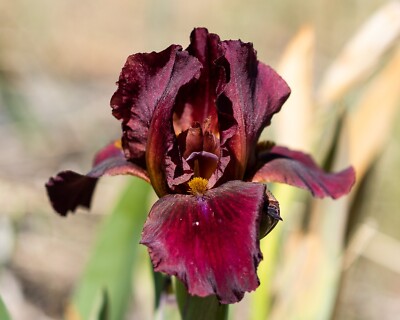 **RED  ZINGER** Border Bearded Iris. Freshly Dug, Combined Shipping: Aug/ Sept
