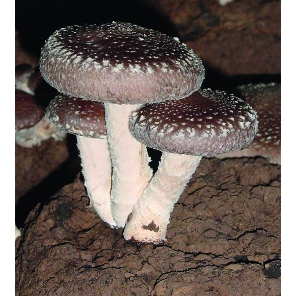 WOW! 2x PILZZUCHT (1x Shiitake + 1x Zitronenseitlinge) zu Hause züchten PILZBRUT