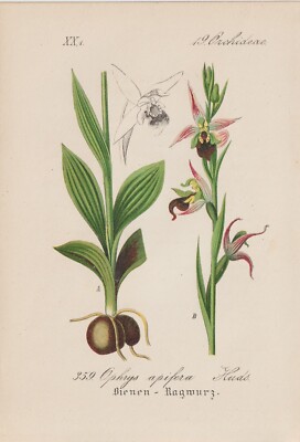 Bienen-Ragwurz (Ophrys apifera) Chromo-Lithographie v. 1880 bee orchid Orchideen