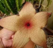 RARE STAPELIA GIGANTEA - LIFESAVER PLANT (AMAZING 6" FLOWER!) - 4" LONG CUTTING