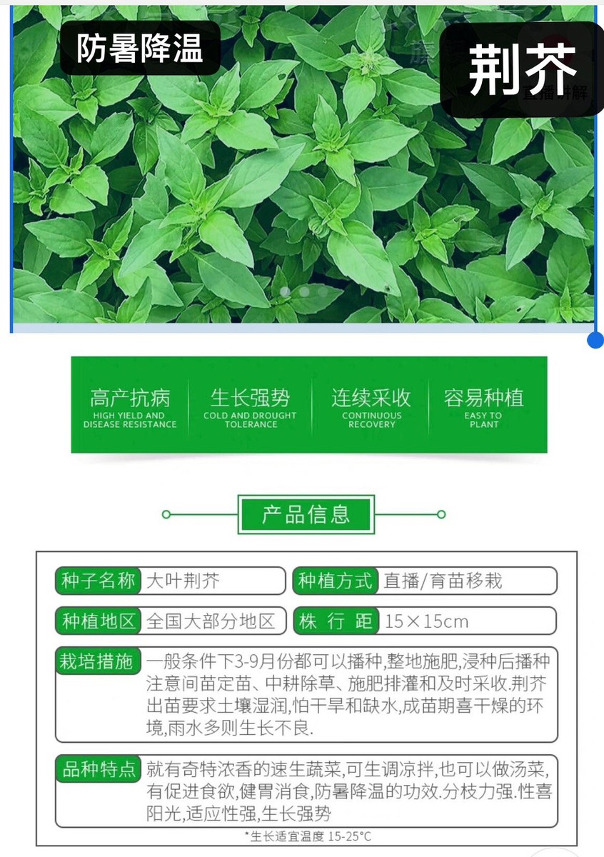 260+ Large Leaf Asian Basil Seeds NON-GMO SEEDS. 260多粒大叶荆芥