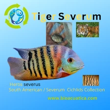OUTSTANDING TIGER SEVERUM 2 INCHES UNSEXED ( Heros severus)